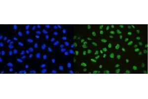 IF analysis of nmt55/p54nrb using anti-nmt55/p54nrb antibody (ABIN3044530). (NONO antibody  (N-Term))