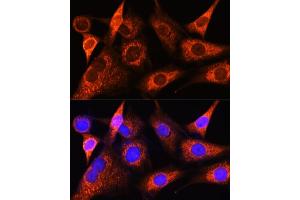 Immunofluorescence analysis of NIH-3T3 cells using PS Rabbit pAb (ABIN6132524, ABIN6146286, ABIN6146288 and ABIN6222421) at dilution of 1:100 (40x lens). (PSAT1 antibody  (AA 1-370))