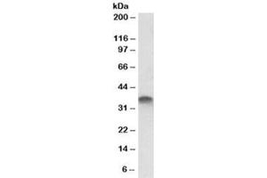 Western blot testing of placenta lysate with STX11 antibody at 1ug/ml. (Syntaxin 11 antibody)