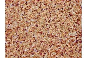 IHC image of ABIN7169059 diluted at 1:1200 and staining in paraffin-embedded human adrenal gland tissue performed on a Leica BondTM system. (LATS1 antibody  (AA 1-280))