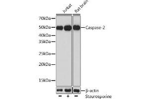 Caspase 2 antibody