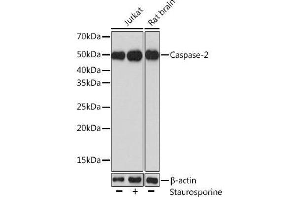 Caspase 2 antibody