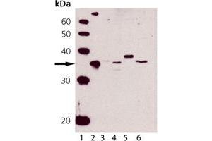 Western blot analysis of HO-2: Lane 1: MWM, Lane 2: HO-2 (human), (recombinant) , Lane 3: HeLa (Heat Shocked) Cell Lysate, Lane 4: L929 Cell Lysate, Lane 5: RK-13 Cell Lysate, Lane 6: CHO-K1 Cell Lysate (HMOX2 antibody)