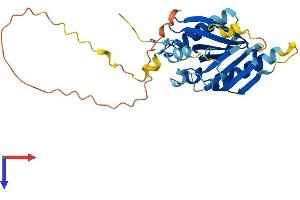Tumor Protein P63 Regulated 1 (TPRG1) (AA 1-279) protein (His tag)