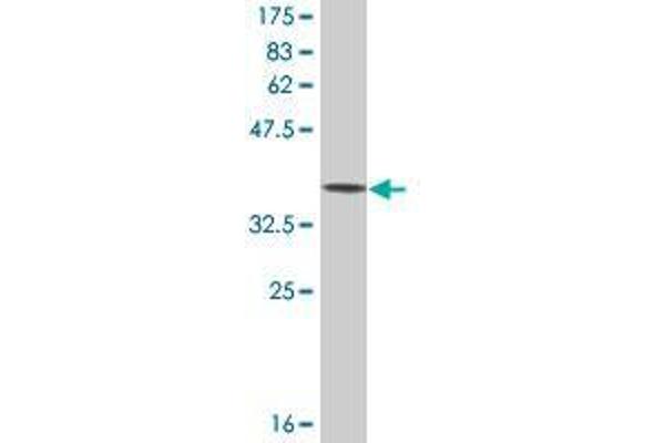 TIMM13 antibody  (AA 1-95)