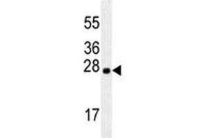 LXN antibody western blot analysis in mouse brain tissue lysate. (Latexin antibody)