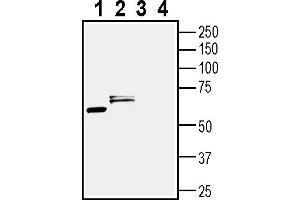 Western blot analysis of mouse brain membranes (lanes 1 and 3) and rat brain lysate (lanes 2 and 4):1-2.