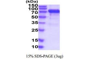 SDS-PAGE (SDS) image for GDNF Family Receptor alpha 3 (GFRA3) (AA 32-374) protein (hIgG-His-tag) (ABIN6388027) (GFRA3 Protein (AA 32-374) (hIgG-His-tag))