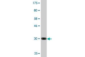 Western Blot detection against Immunogen (33. (ZNF365 antibody  (AA 147-219))
