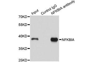 Immunoprecipitation (IP) image for anti-Nuclear Factor of kappa Light Polypeptide Gene Enhancer in B-Cells Inhibitor, alpha (NFKBIA) (AA 1-317) antibody (ABIN6144580)