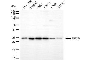 anti-Deleted in Primary Ciliary Dyskinesia Homolog (DPCD) antibody