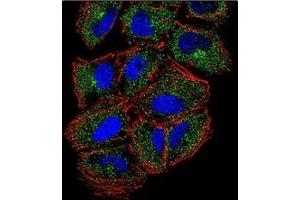 Confocal immunofluorescent analysis of PLCL2 Antibody (C-term) Cat. (PLCL2 antibody  (C-Term))