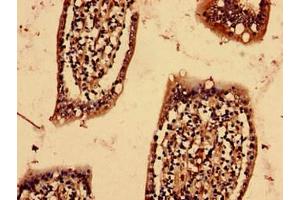 Immunohistochemistry analysis of human small intestine tissue using ABIN7166334 at dilution of 1:100 (YIF1B antibody  (AA 1-153))