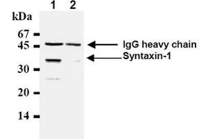 Western Blotting (WB) image for anti-Syntaxin 1A (Brain) (STX1A) antibody (ABIN492371) (STX1A antibody)
