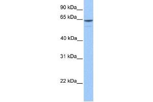 Western Blotting (WB) image for anti-KIAA1958 (KIAA1958) antibody (ABIN2459541) (KIAA1958 antibody)
