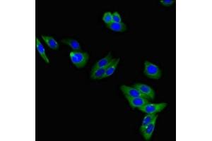 Immunofluorescent analysis of HepG2 cells using ABIN7157993 at dilution of 1:100 and Alexa Fluor 488-congugated AffiniPure Goat Anti-Rabbit IgG(H+L) (Leptin Receptor antibody  (AA 874-1075))