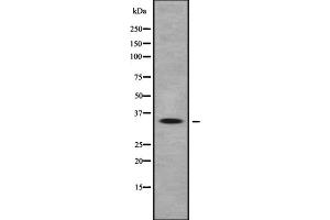 Western Blotting (WB) image for anti-Olfactory Receptor, Family 10, Subfamily Q, Member 1 (OR10Q1) (C-Term) antibody (ABIN6259512)