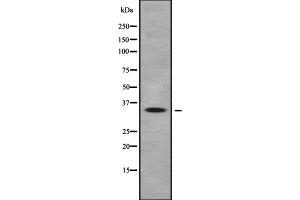 Western blot analysis of OR10Q1 expression in HEK293 cells ,The lane on the left is treated with the antigen-specific peptide. (OR10Q1 antibody  (C-Term))