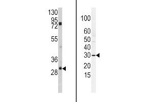 (LEFT)Western blot analysis of anti-SLUG Antibody (N-term K9) Pab (ABIN388808 and ABIN2839127) in  cell line lysates (35 μg/lane). (SLUG antibody  (N-Term))