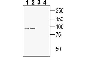 Sema Domain, Transmembrane Domain (TM), and Cytoplasmic Domain, (Semaphorin) 6A (SEMA6A) peptide