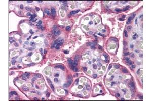 Human Placenta: Formalin-Fixed, Paraffin-Embedded (FFPE) (MFSD2A antibody  (C-Term))