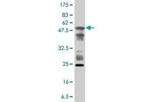 Western Blot detection against Immunogen (53. (PHAP1 antibody  (AA 1-249))