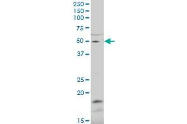 ZNF83 Antikörper  (AA 1-111)