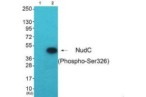 Western blot analysis of extracts from HepG2 cells (Lane 2), using NudC (Phospho-Ser326) Antibody. (NUDC antibody  (pSer326))