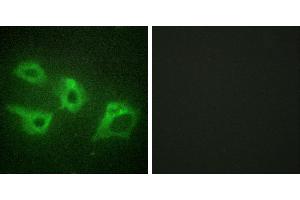 Peptide - +Immunofluorescence analysis of HeLa cells, using CKI-α antibody. (CSNK1A1 antibody)