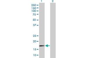 Western Blot analysis of SAP18 expression in transfected 293T cell line by SAP18 MaxPab polyclonal antibody. (SAP18 antibody  (AA 1-153))