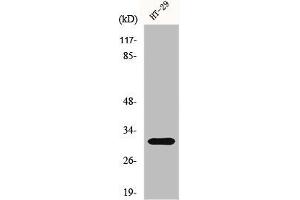 Western Blot analysis of HuvEc cells using IL-5 Polyclonal Antibody (IL-5 antibody  (Internal Region))