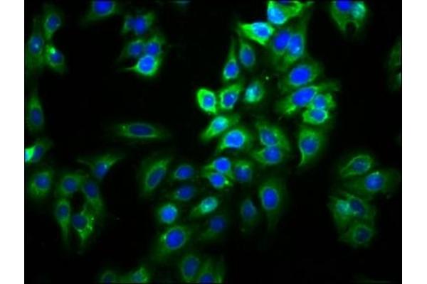 Slc26a9 antibody  (AA 551-660)