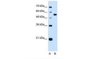 Image no. 1 for anti-Lectin, Mannose-Binding, 1 (LMAN1) (AA 301-350) antibody (ABIN321127) (LMAN1 antibody  (AA 301-350))