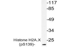 Western blot (WB) analysis of p-Histone H2A. (H2AFX antibody  (pSer139))