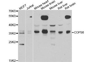 Western blot analysis of extracts of various cell lines, using COPS6 antibody. (COPS6 antibody)