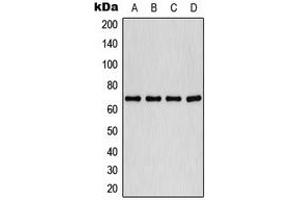 Western blot analysis of PLK1 (pT210) expression in HeLa (A), A549 (B), K562 (C), COLO320 (D) whole cell lysates. (PLK1 antibody  (pSer210))