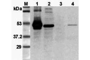 Western blot analysis using anti-FOXP3 (mouse), pAb  at 1:3'000 dilution. (FOXP3 antibody)