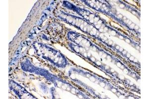 IHC testing of FFPE rat intestine tissue with BAG1 antibody at 1ug/ml. (BAG1 antibody  (AA 323-345))