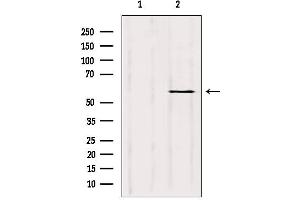 Western blot analysis of extracts from rat heart, using Cytochrome P450 3A4 Antibody.