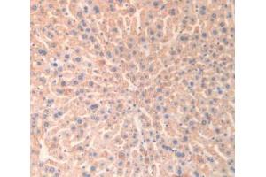 IHC-P analysis of Mouse Liver Tissue, with DAB staining. (Monoamine Oxidase B antibody  (AA 206-505))