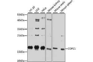 Western blot analysis of extracts of various cell lines, using COPZ1 antibody (ABIN6127709, ABIN6138892, ABIN6138893 and ABIN6215734) at 1:3000 dilution.