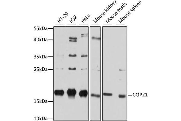 COPZ1 抗体  (AA 1-177)