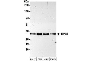 Western Blotting (WB) image for anti-Polymerase (RNA) II (DNA Directed) Polypeptide C, 33kDa (POLR2C) (AA 225-275) antibody (ABIN7454959) (POLR2C antibody  (AA 225-275))
