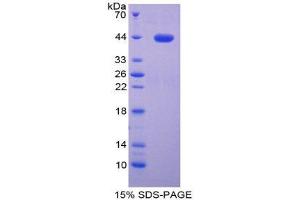 SDS-PAGE (SDS) image for Interferon Regulatory Factor 3 (IRF3) (AA 1-360) protein (His tag) (ABIN1878568)