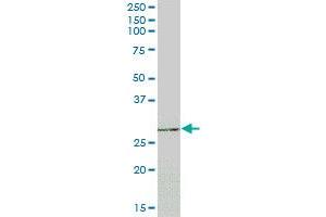 TSSK6 MaxPab polyclonal antibody. (TSSK6 antibody  (AA 1-273))