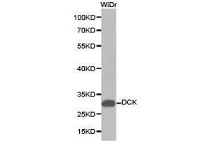 Western Blotting (WB) image for anti-Deoxycytidine Kinase (DCK) antibody (ABIN1872208) (DCK antibody)