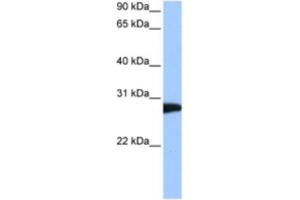Western Blotting (WB) image for anti-N-Ethylmaleimide-Sensitive Factor (NSF) antibody (ABIN2462200) (NSF antibody)