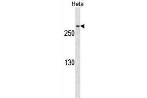 CDK5R Antibody ABIN1540007 western blot analysis in Hela cell line lysates (35 μg/lane). (CDK5RAP2 antibody)