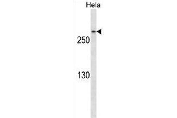 CDK5RAP2 antibody