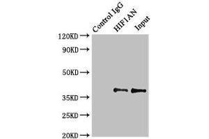 Western Blotting (WB) image for anti-Hypoxia Inducible Factor 1, alpha Subunit Inhibitor (HIF1AN) (AA 2-254) antibody (ABIN7156025)